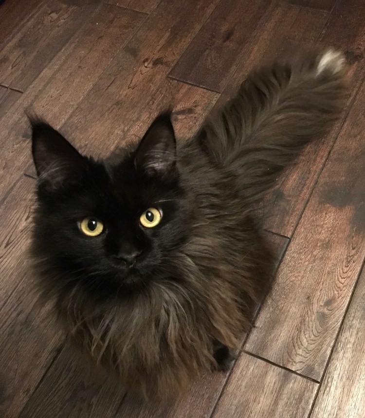 Шантильи-Тиффани порода кошек