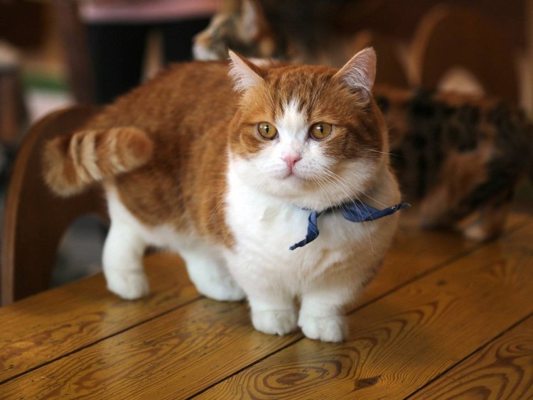 Манчкин кошка короткошерстная