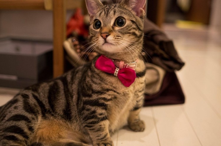 Манчкин порода кошек рыжий