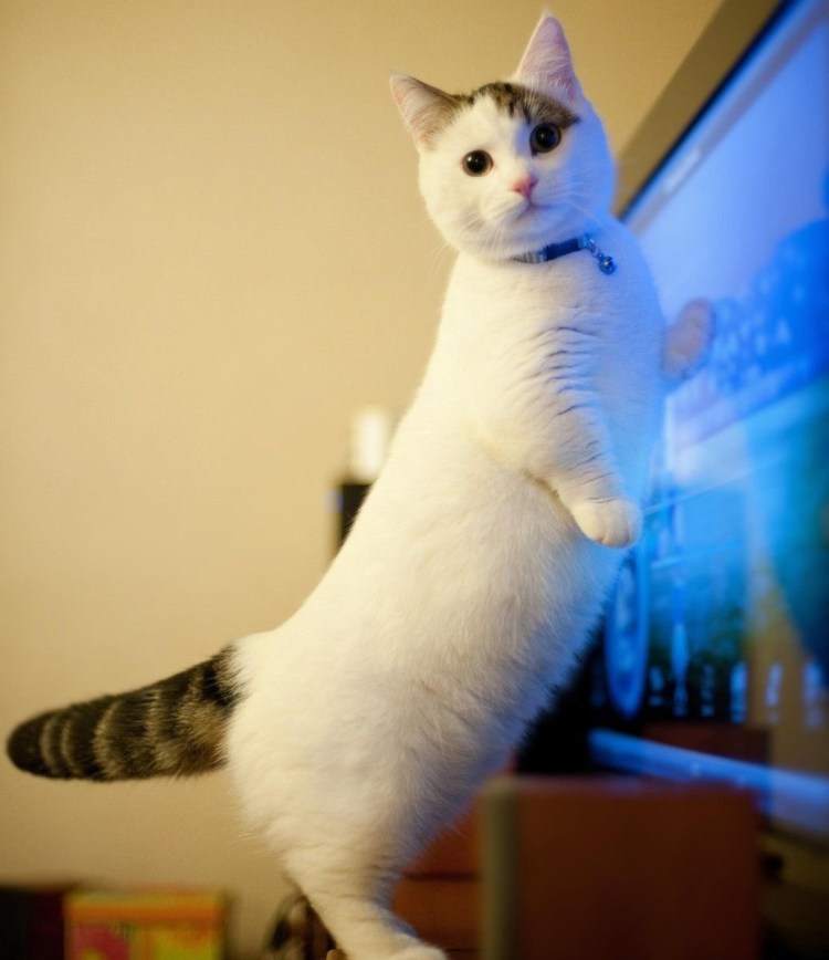 Коротколапые котята Манчкин