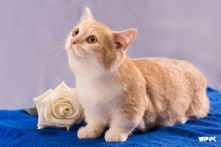 Кошка Манчкин котята