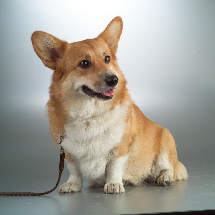 Манчкин и такса