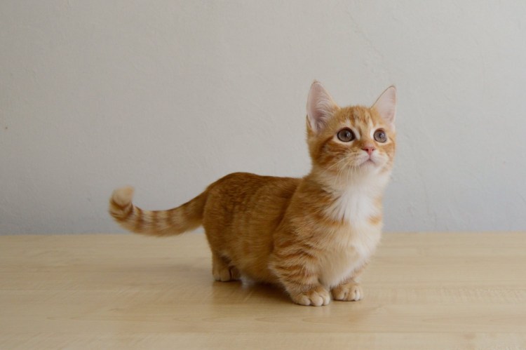 Манчкин кот черный