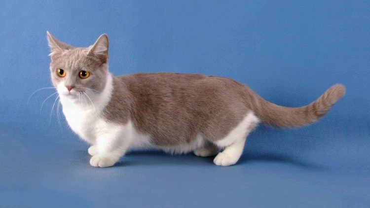 Коротколапая порода кошек Манчкин