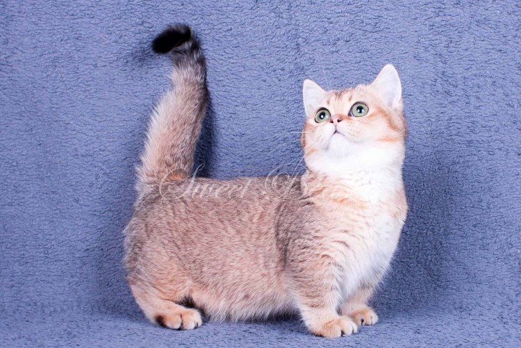 Манчкин Британская шиншилла