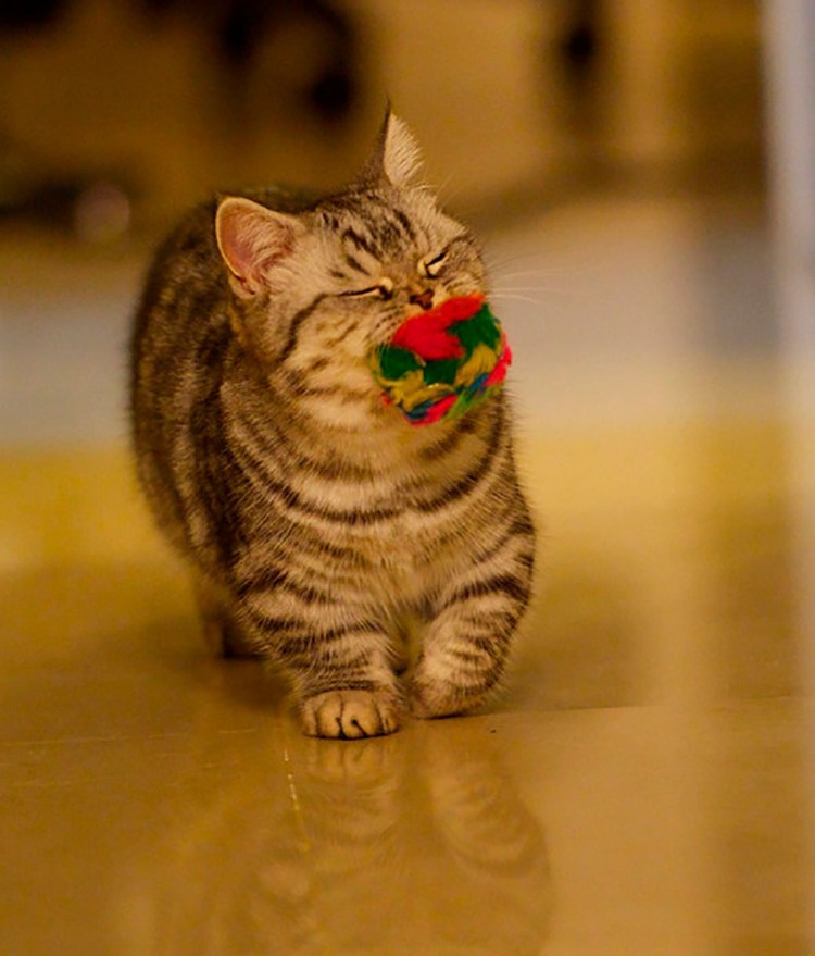 Манчкин кот