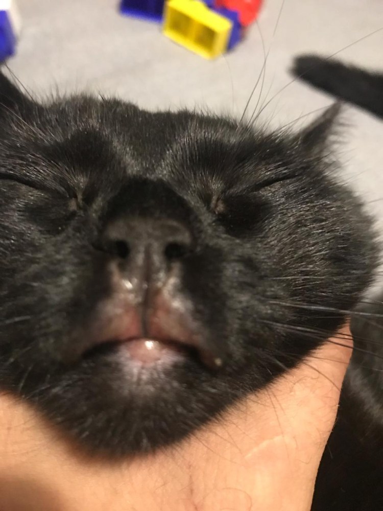 Опухшие слюнные железы у кота