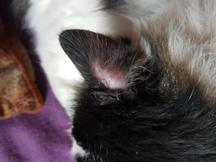 Язва Якобса у кошек фото