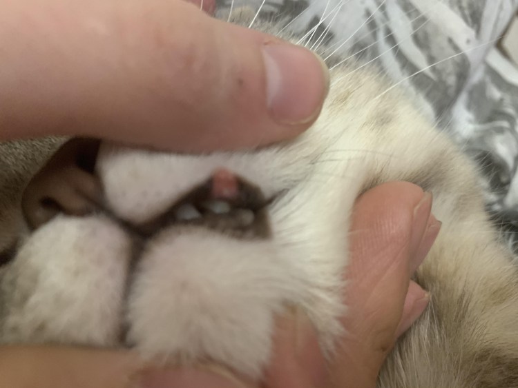 Кот с прямым носом