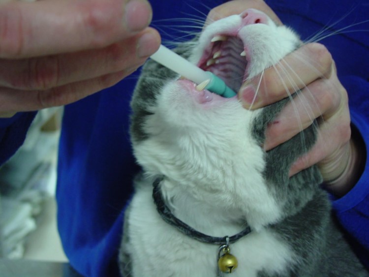 Кальцивироз ротовой полости