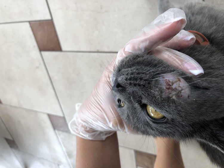 Кошка облизывается арт