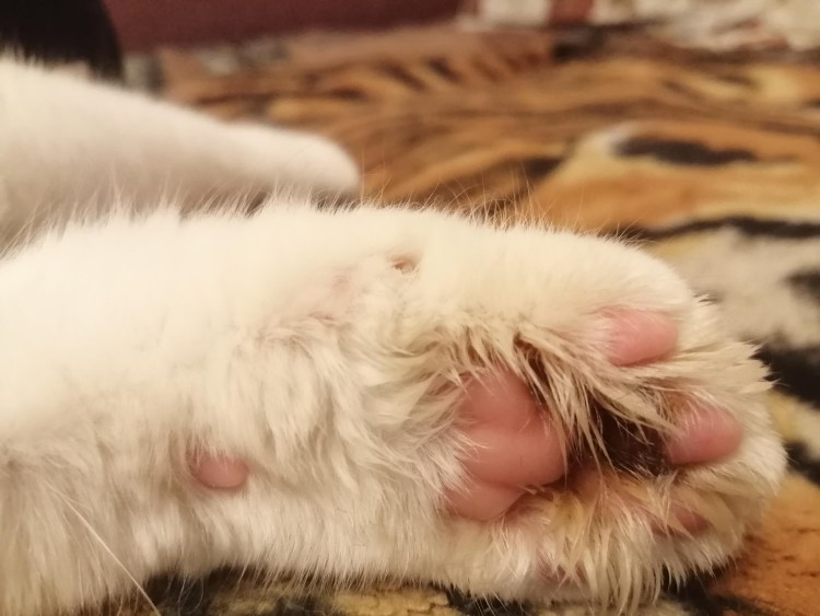 Язвенный стоматит у кошек