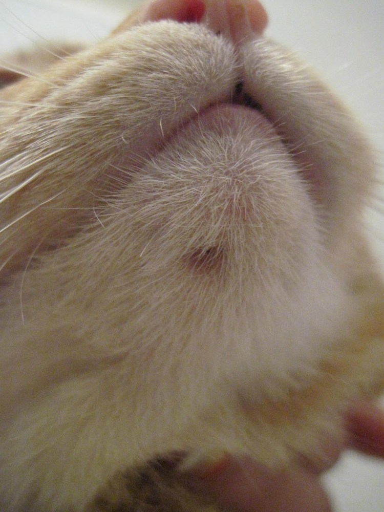 Ранка на Вене кошек форум обсуждение