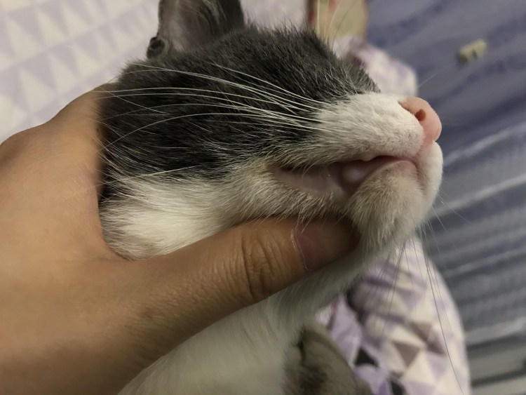 Герпесвирусная инфекция у кошек