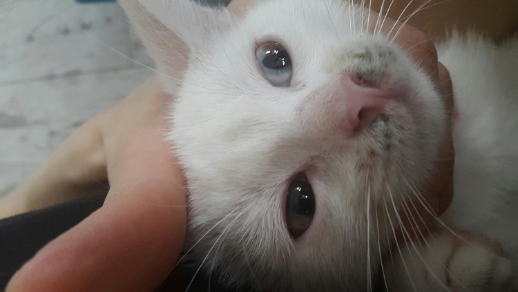 У кота опухла нижняя челюсть