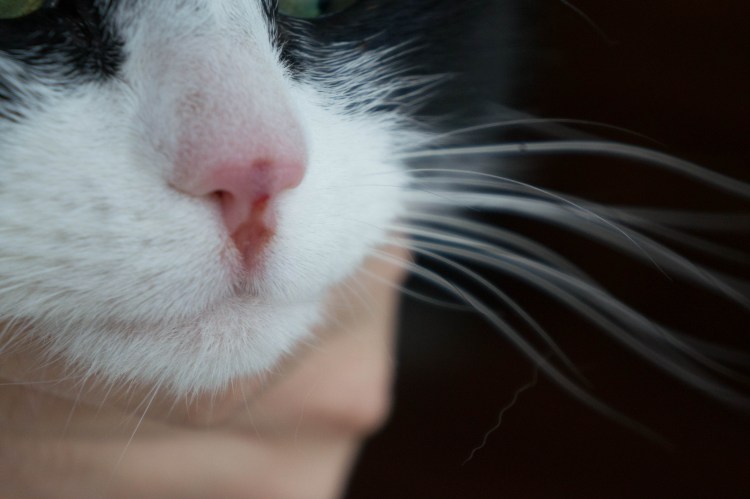 Эозинофильная гранулема у кота