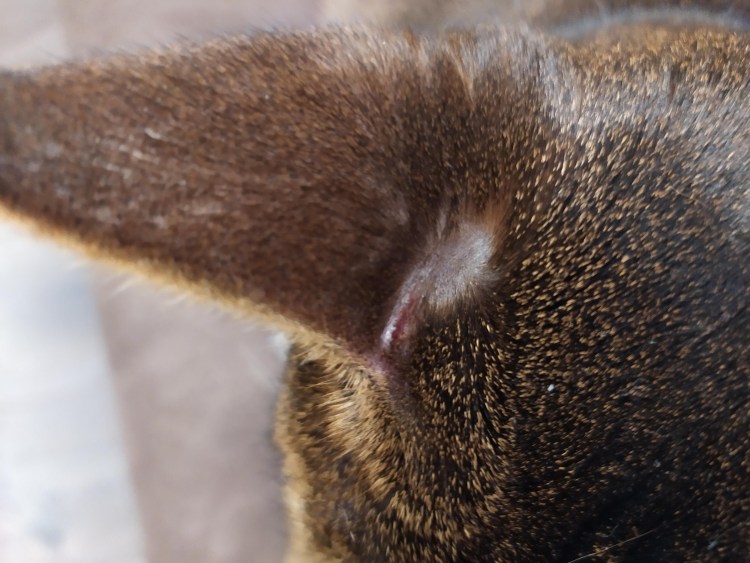 Кальцивироз (эозинофильная гранулема)