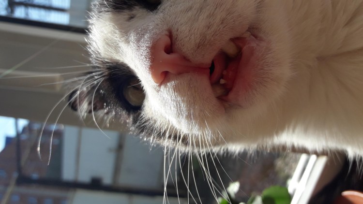 Гноится глазик у котенка