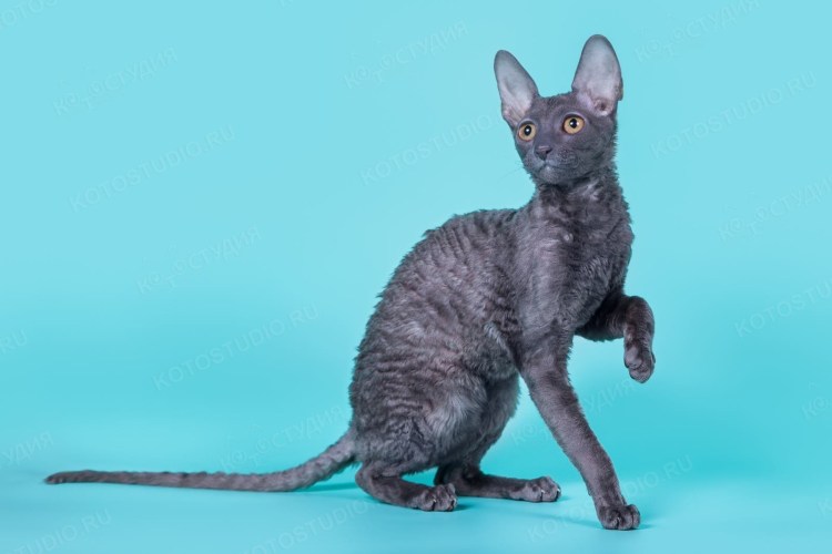 Корниш рекс кошка