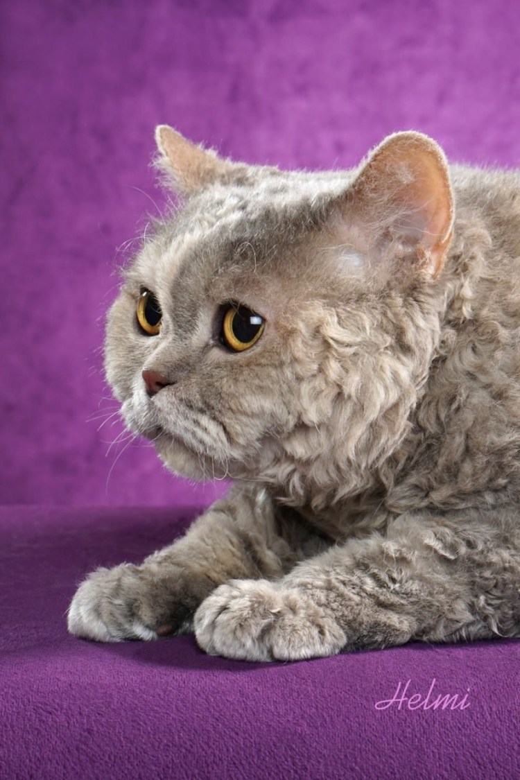 Корниш рекс