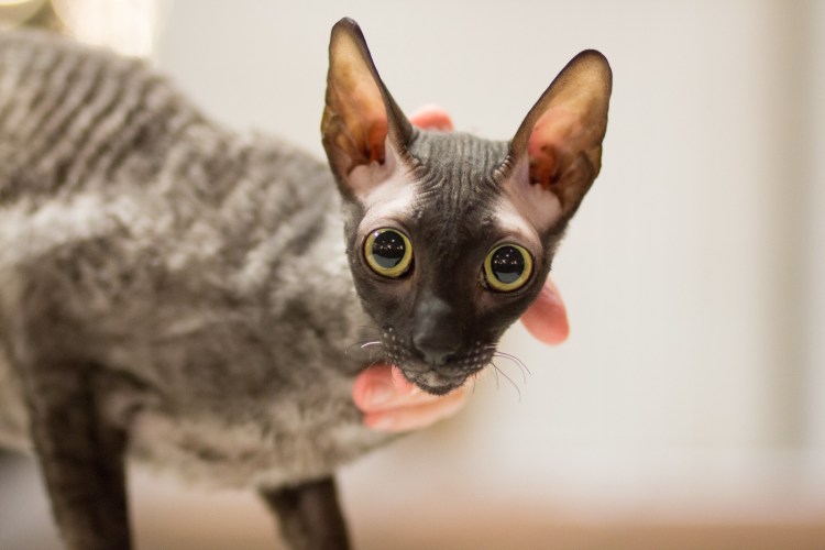Корниш рекс кошка