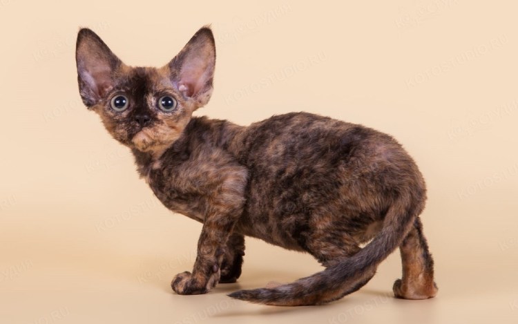Корниш рекс кошка