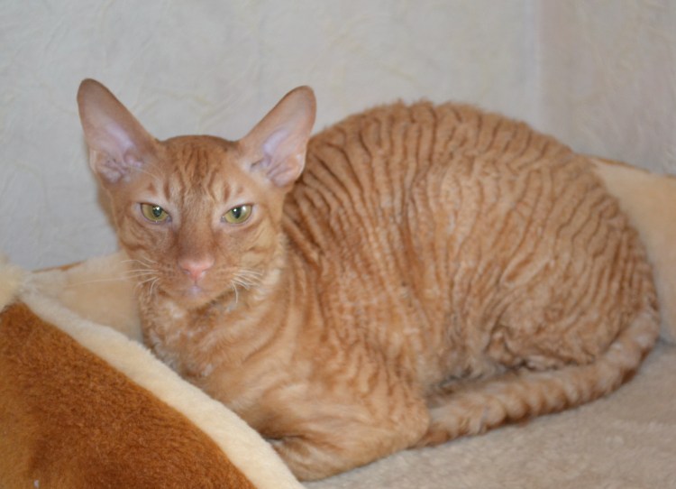 Корниш рекс кошка