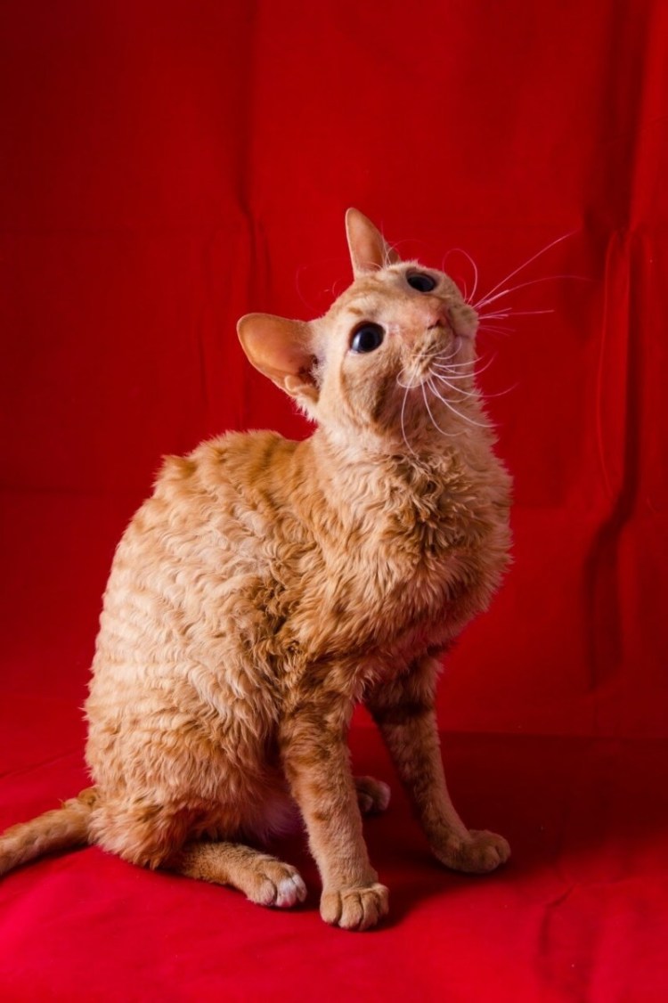 Корниш рекс каракулевый