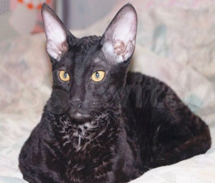 Кудрявая кошка Корниш рекс