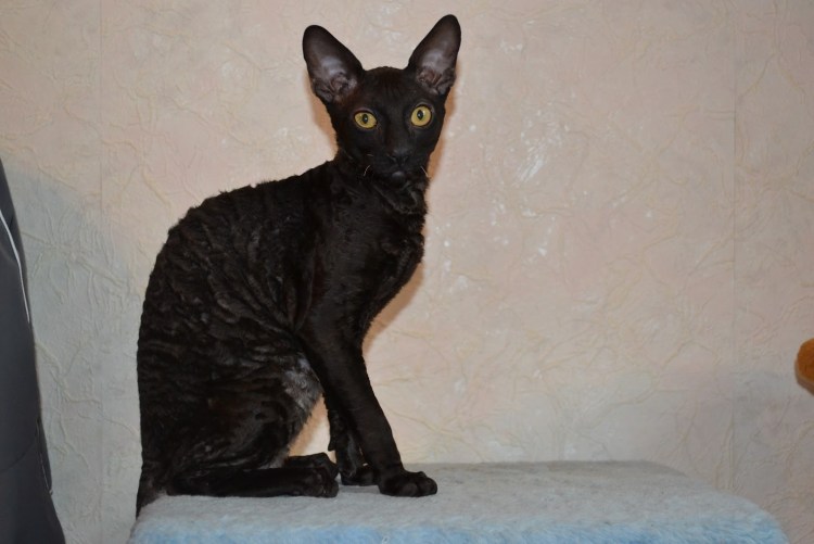 Коты Корниш рекс