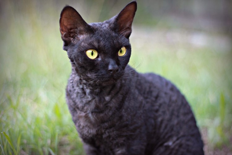 Корниш рекс