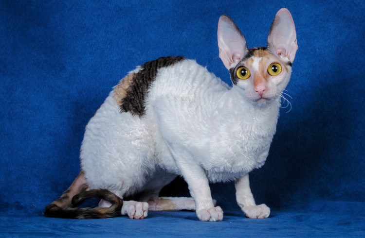 Корниш Девон рекс