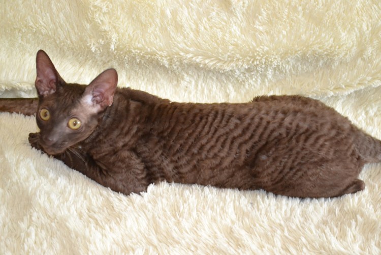 Корниш рекс