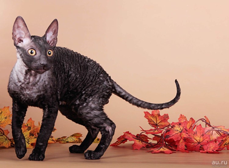 Корниш рекс каракулевый