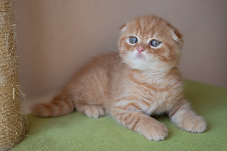Британские вислоухие котята рыжие