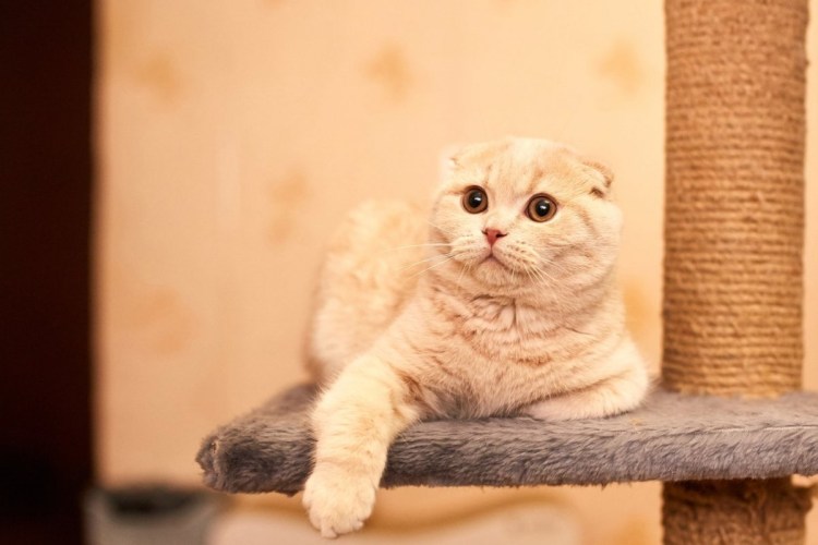 Скоттиш фолд персиковый