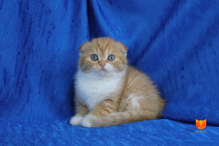 Шотландские котята скоттиш фолд
