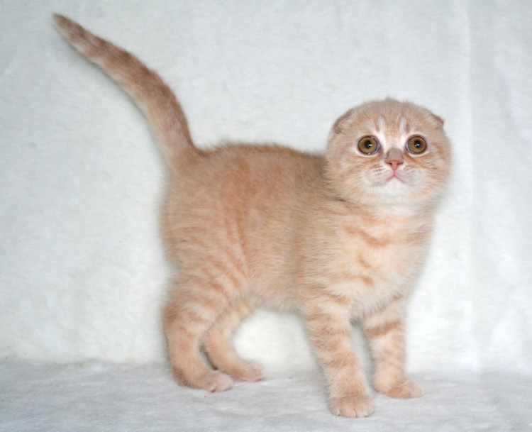 Рыжий персиковый вислоухий котенок