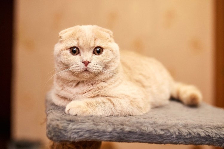 Шотландский вислоухий кот персиковый