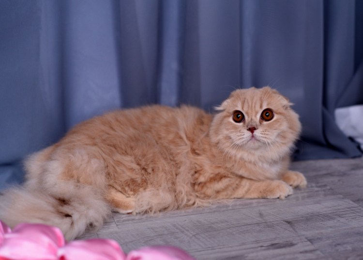 Скотишфолд котята