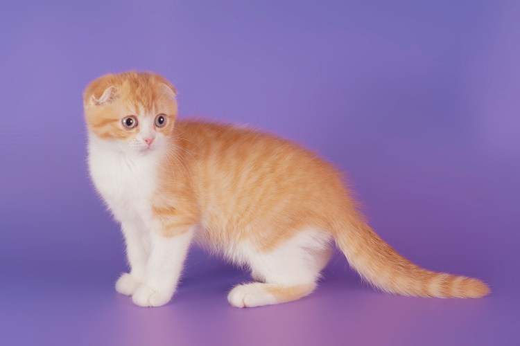 Скоттиш фолд персиковый прямоухий