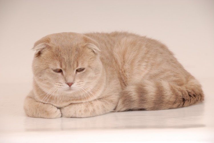 Скоттиш фолд