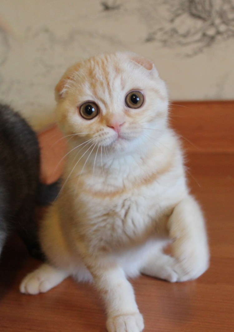 Шотландская вислоухая рыжая