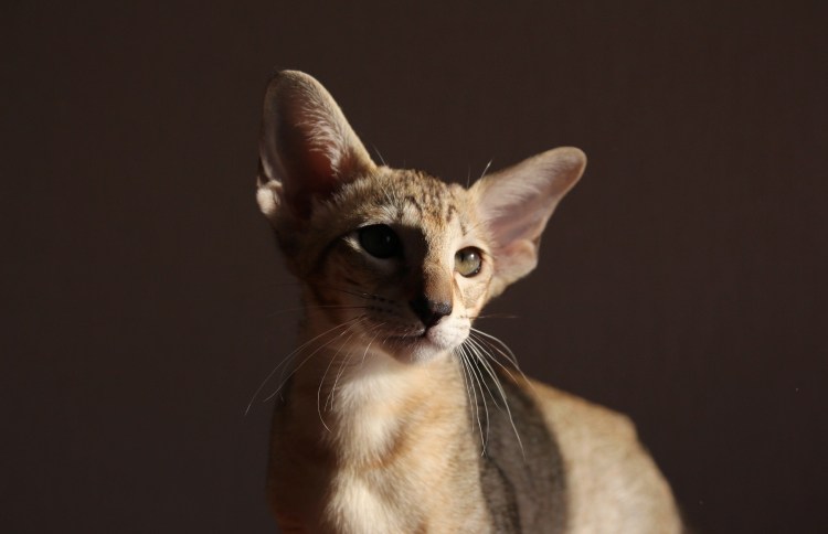 Коты породы Ориентал