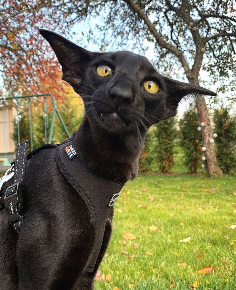 Ориентальная порода кошек