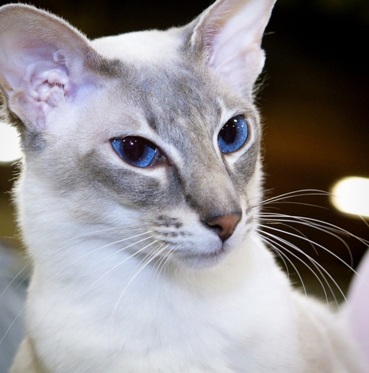 Ориентальная короткошерстная кошка