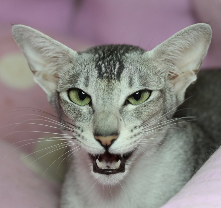 Ориентал кошка черная