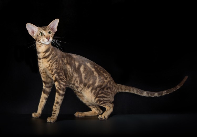 Кошка Ориентал Гавана