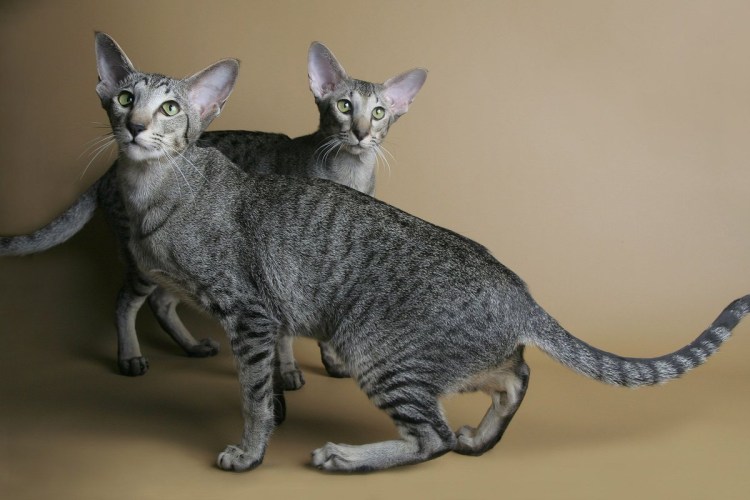 Ориентальная короткошерстная