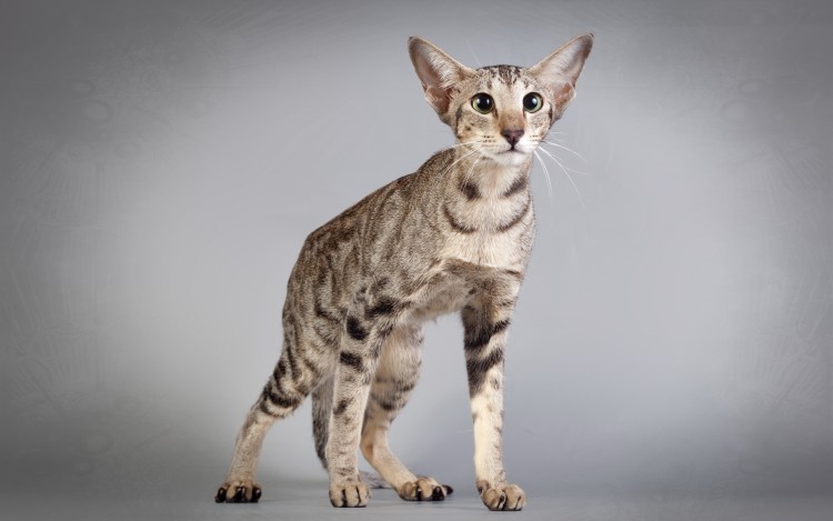 Египетский Ориентал